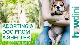 Adopting a Dog from a Shelter: Puppy Rescue Myths and Facts
