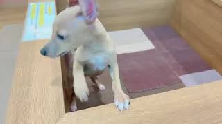 イタリアングレーハウンドの動画01