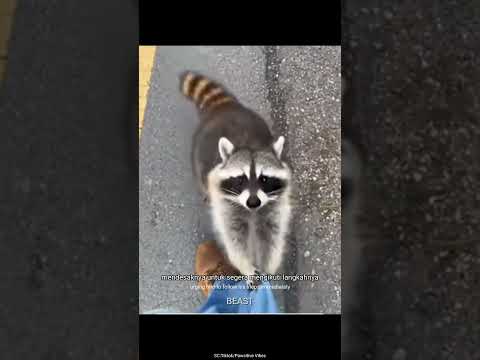 Rakun ini meminta tolong sampai ke tengah jalan‼️🥺#informative