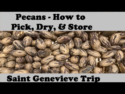 Pecans: How to Pick, Dry, & Store - Trip to Saint Genevieve  🌰🥜🌰 // from Campbell’s Freedom Farm