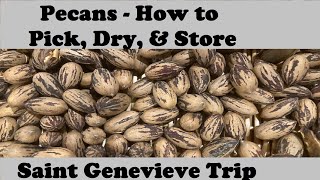 Pecans: How to Pick, Dry, & Store - Trip to Saint Genevieve  🌰🥜🌰 // from Campbell’s Freedom Farm