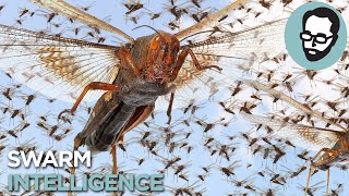 Download lagu The Crazy Science Behind Insect Plagues | Answers With Joe mp3