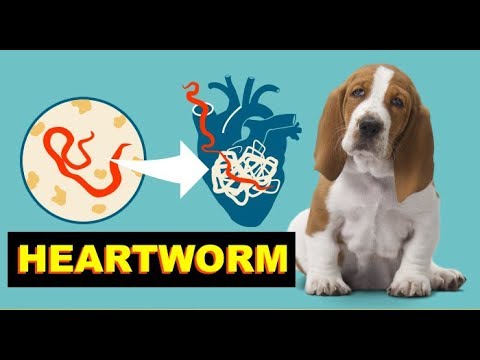 6 Signs Your Dog Might Have Heartworm - Fun Facts About Dogs