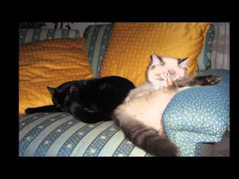 Cipi e Ciupy: ecco Ciupy