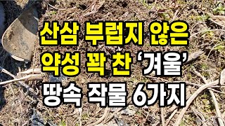 산삼 부럽지 않은 약성 꽉 찬 겨울 땅속 작물 6가지 반드시 봄오기 전 캐드세요