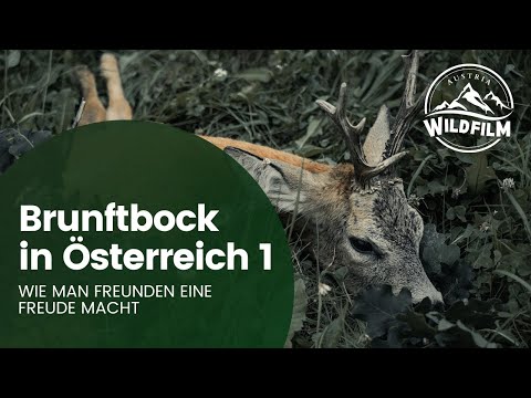 Rehbrunft in Österreich Teil 1 - Wenn man Freunden eine Freude macht