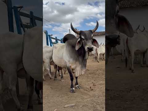 TOURO INVOCADO! 🤯🏆🔥