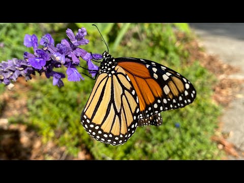 How to Raise Monarch Butterflies the Easy Way