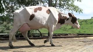 Vídeo 17 - 1º LEILÃO ANUAL SITIO TIMOTEO | VACAS 3/4 E 7/8