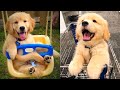 Baby Dogs - Cute and Funny Dog Videos Compilation #20 | Aww Animals