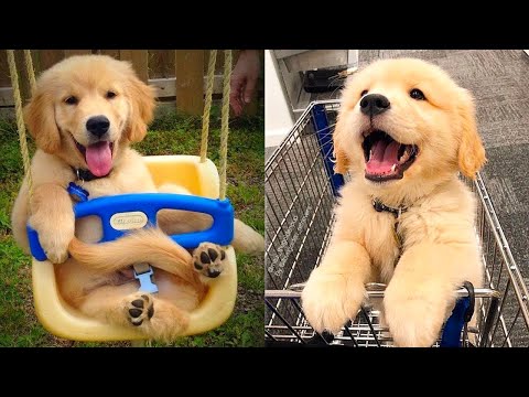 Baby Dogs - Cute and Funny Dog Videos Compilation #20 | Aww Animals | Video & Photo Baby Dogs - Cute and Funny Dog Videos Compilation #20 | Aww Animals | Video & Photo