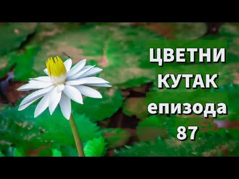 Cvetni kutak ep. 87 08.07.2021. Klematis, eukaliptus, busen trava, rasadnik "Terteli", Topčider