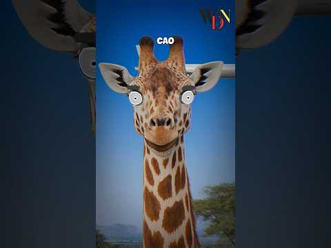 Cách hươu cao cổ tiến hoá thành loài động vật cao nhất hành tinh #shorts #facts