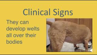 Allergic Reactions in Dogs