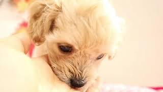 ハーフ犬の動画01