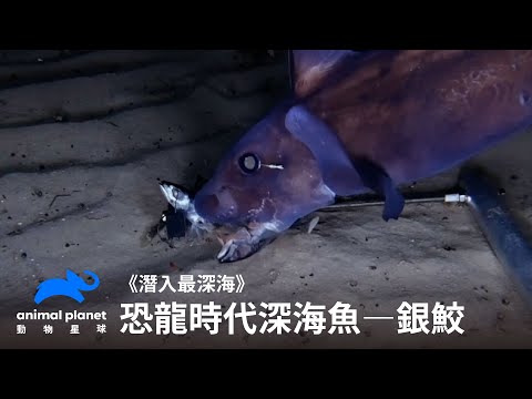 深海の動物: 知っておくべき興味深い事実