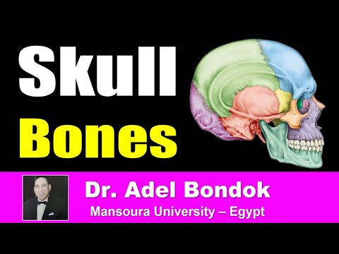 Skull Bones, Sutures, Landmarks and Foramina, Dr Adel Bondok