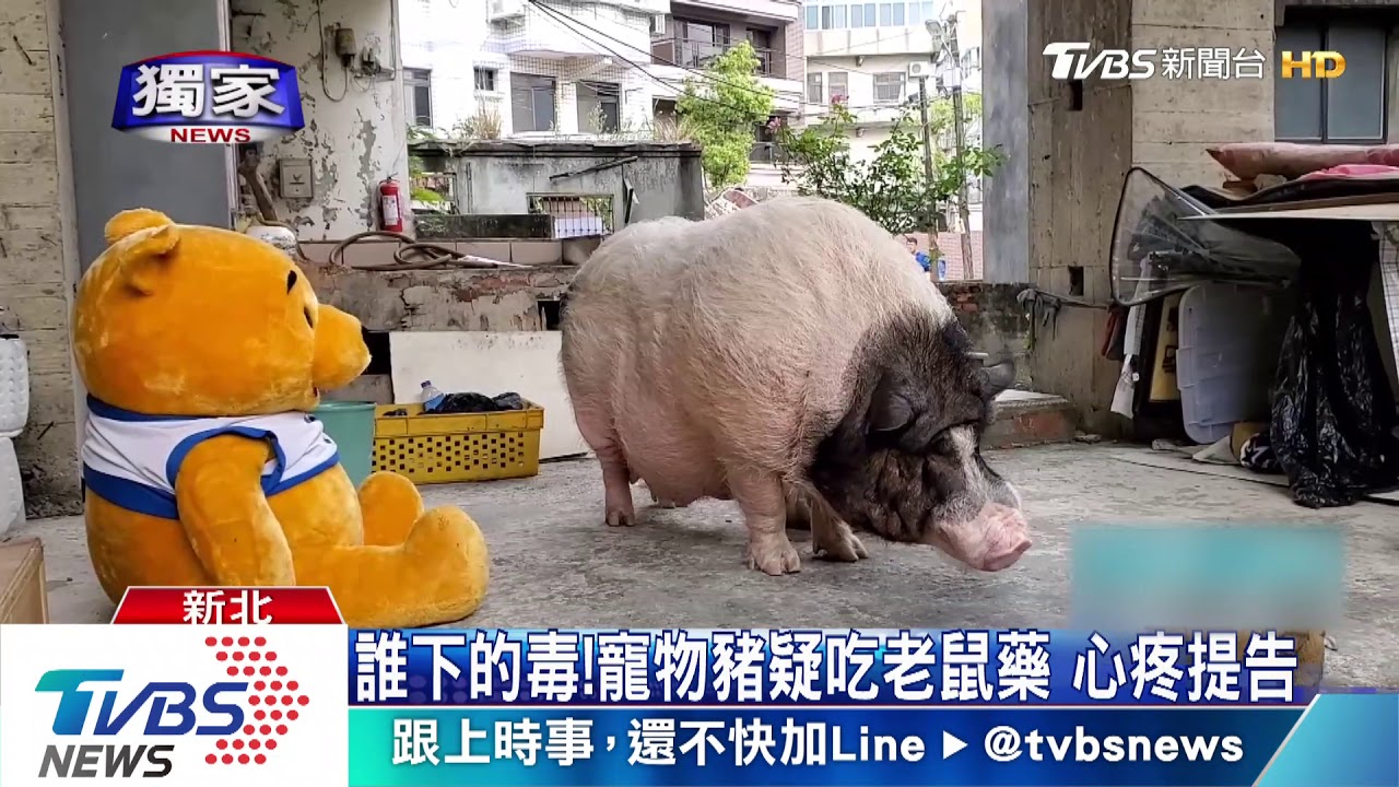 誰下的毒！寵物豬疑吃老鼠藥　心疼提告