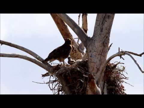 Red-tailed hawk nest - April 2015