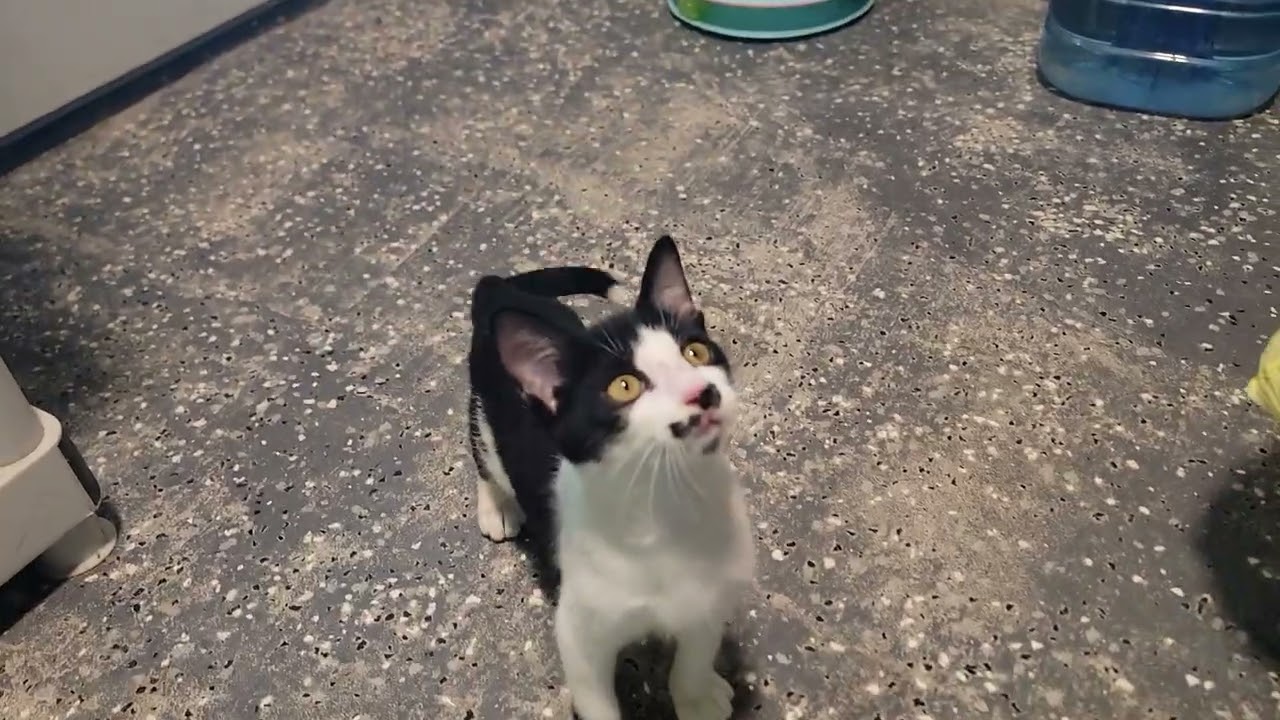 Enlarge Burt, a Adopted Domestic Short Hair in Mount Sterling, KY video 2/6