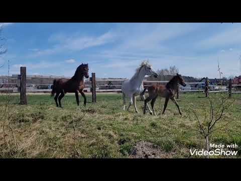 Konie arabskie ze źrebakiem. Pierwsze wspólne wypasanie