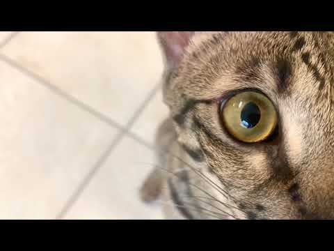 Up Close And Personal With Zara / Funny Cat Video