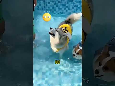 Sahibi köpeklerini havuza getirdi! 🐶