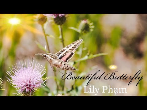 The most beautiful butterflies - Relaxing music - LLP 20