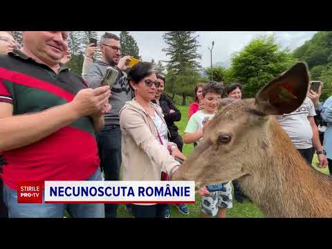 Experiențe inedite pe Valea Avrigului