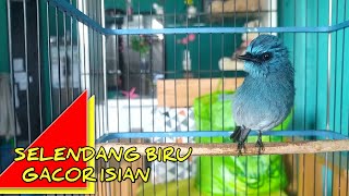 Download lagu BURUNG SELENDANG BIRU GACOR NGEROLL ISIAN mp3