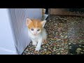 Incredibly Beautiful 1 Month Old Kittens Living On The Street