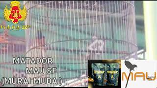 Download lagu MURAI MUDA DIBAYAR QUALITAS!!! KELAS SEKAR KEDATON TOS 4 & 5 UGAL UGALAN TEMBUS 3 DIGIT CAIR mp3