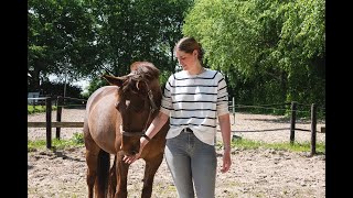 Paard is minder kreupel door deze innovatieve behandeling: Nano CellCare therapie