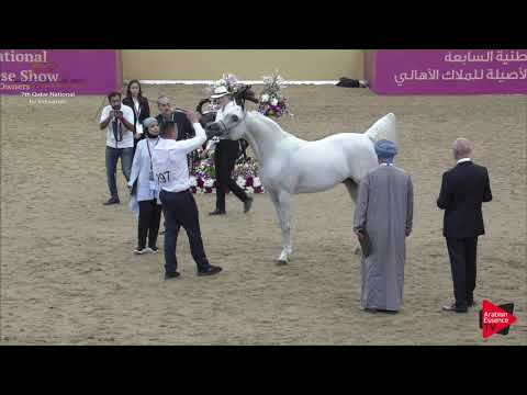 N.297 AL MILAN - 2019 Qatar Individuals - Stallions 11 Years Old and Over (Class 12) .mp4