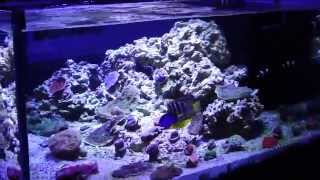 130 gallon custom reef - ALL CHALICE CORALS