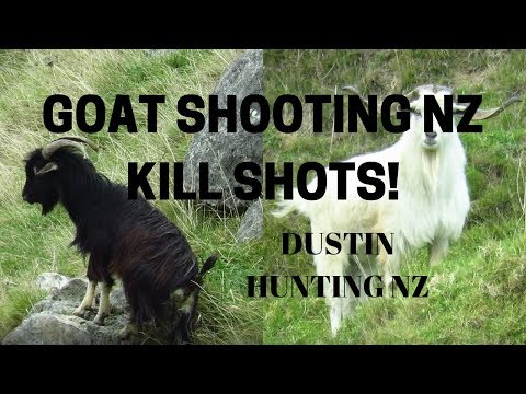 GOAT CULLING/SHOOTING NZ