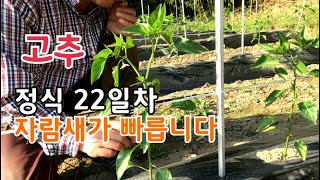 고추정식 22일차 벌써 3분지 발생 2차 추비 주었어요