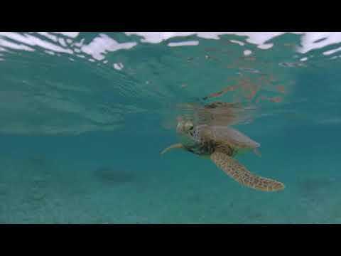 【海の瞳】奄美大島VR動画
