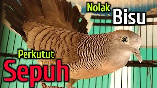 Download lagu Perkutut lokal JAGO MERAYU - lokal alam asli BANTEN. mp3
