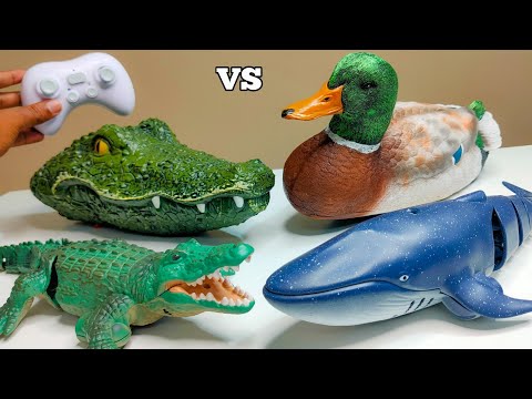 RC Big Blue Whale Vs RC Realistic Crocodile Unboxing & Fight - Chatpat toy tv