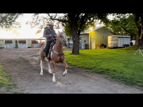 Guero 🐴🐴 caballo cuarto de milla bamos a mostraerles un poquito de lo q a aprendido
