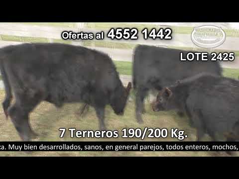 Lote 7 Terneros 7 AA 190kg -  en Don Eduardo. Parada Font - R52 km 35 a 12 km de NH