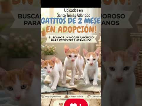 #adoptme apx 2 o 3 mese ubicados en #SantoTomas #Atlántico #polonuevo #PalmardeVarela #sabanagrande
