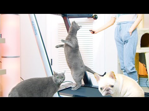 I Bought a Treadmill for My Russian Blue Cats and French Bulldog
