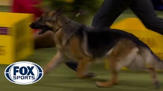 Mercedes the German Shepherd wins the WKC Herding Group | Westminster Kennel Club