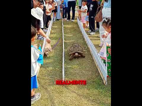 La tortuga volvió a ganarle al conejo 🐢