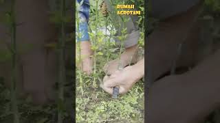 Download lagu Here's How to Graft Oranges mp3 Download lagu Here's How to Graft Oranges mp3