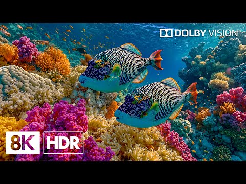 Wonderful Deep Sea Creatures in 8K HDR | Dolby Vision™