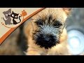 View 25 Norwich Terrier Welpen Kaufen Schweiz