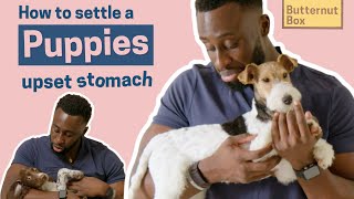How to Settle a Puppy’s Upset Stomach with Dr Bolu
